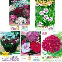 ราคา เมล็ดพันธุ์ ดอกผีเสื้อ 30 เมล็ด/500 เมล็ด Dianthus chinensis เมล็ดนำเข้า (3666000106)