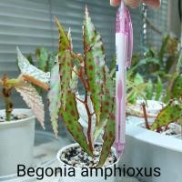 ราคา บีโกเนีย ลายจุด - Begonia Amphioxus *** บีโกเนียพันธุ์เล็ก *** (9818749131)