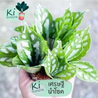 ราคา ต้นเศรษฐีนำโชค ต้นไม้มงคล ต้นไม้จิ๋ว (17701291641)