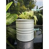 ราคา กระป๋องนมโบราณ ใบสั้น ของโบราณสะสม (49707292565)