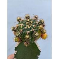 ราคา ยิมโนแดมซิไอด่าง กราฟ(gymnocalycium damsii variegated) (22527988408)