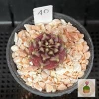 ราคา ยิมโน ♦️ทับทิมสยาม ♦️กระบองเพชร แคคตัส ยิมโนด่าง cactus (21273642472)