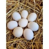 ราคา ไข่ไก่แจ้ ไข่เชื้อ ไก่แจ้ ไก่สวยงาม เซตละ 3 ฟอง (15970366156)