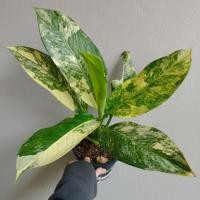 ราคา เศรษฐีวิลสันด่าง Dieffenbachia sp. วิลสันด่าง (21026773317)