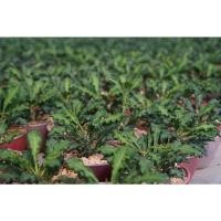 ราคา ยูโฟเบียไดโนเสาร์ Euphorbia decaryi (3892245956)