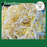 ราคา ถั่วงอก ปลอดสารพิษ 100% มีใบGAPรับรอง (10875583244)