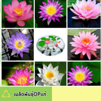 ราคา เมล็ดดอกบัว มินิ ญี่ปุ่นคละสี20 เมล็ด (41708067638)