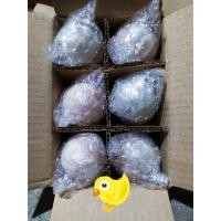 ราคา ไข่เค็มต้มสุก 9 ฟองเค็มน้อย (3644475284)