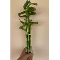 ราคา ไผ่กวนอิมหน่อดัด 6 ต้น (22773134091)