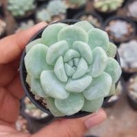 ราคา กุหลาบหิน Echeveria Ice Green (26565828740)