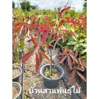 ราคา ต้นตะแบกแดง #ตะแบกแดง #ตะแบกอินโด ต้นประมาณ 1.2-1.5 เมตร (6041956604)