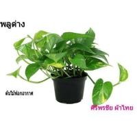 ราคา #พลูด่างฟอกอากาศ #พลูด่างไม้มงคล #พลูด่างไม้ประดับ "#พลูด่าง (2670364617)