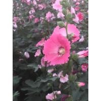 ราคา ต้นพันธุ์ ดอกฮอลลี่ฮ็อค Hollyhock ถุงดำพร้อมปลูก 29บาท ปลูกง่าย โตไว ดอกสวย สดใส ดอกฉัตรทอง หรือ ฮอลลี่ฮ็อค (47453314439)