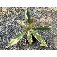 ราคา กระดิ่งนางฟ้าด่าง(Khrai yoi Variegated) (49654759512)