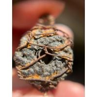 ราคา ตะกรุดพิสมรใบลานบังปืนหลวงพ่อแก้ววัดพวงมาลัย (43028660366)