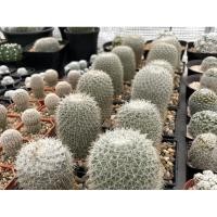 ราคา แมมเข็มเงิน แมมลูกผสม แมมนกฮูกป่า แมมนกฮูกลูกผสม ขนาด 5-6 cm mammillaria microthele หัวกลมสวย น่ารักๆ ราคาเบาๆ (3768317252)