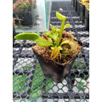 ราคา กาบหอยแครง พืชกินแมลง สายพันธุ์ Dionaea Muscipula G14 1กระถาง/ชุด (9734155803)