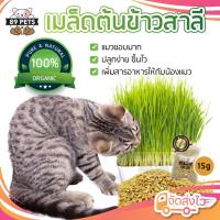 ราคา เมล็ดหญ้าแมว ออแกนิค พร้อมปลูก - เมล็ดต้นข้าวสาลี ต้นอ่อนข้าวสาลี (5951241082)