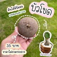 ราคา บัวบกโขด ต้นบัวบกโขด บัวโขด บัวบกป่า งอก 100% หัวละ 35 บาท (9631308498)