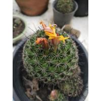 ราคา แมมหนามตะขอดอกส้ม Mammillaria Beneckei (6047609336)