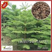 ราคา 20 เมล็ด สนฉัตรฮาวาย เมล็ดสนฉัตรฮาวาย เมล็ดสนฉัตร สนฉัตร Araucaria heterophylla (19973537104)