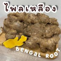 ราคา ไพลเหลือง ไพลสด bengal root (1 Kg) อายุไพล 2-3 ปี น้ำมันเยอะ ปลูกได้ : ไพลเหลืองสด ปูเลย ว่านไพล ว่านไฟ ว่านไพลเหลือง (6551694018)