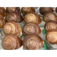 ราคา เปลือกหอยทากทะเล สีน้ำตาล ขนาด7-8cm เปลือกหอยแท้ ธรรมชาติเปลือกหอยสะสมหายาก (ราคาต่อ1ตัว) (26951614686)