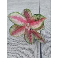 ราคา Aglaonema อโกลนีมา10กะรัต (20930749069)