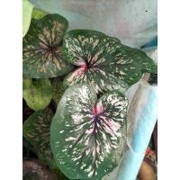 ราคา บอนสีชินบัญชรcaladium (18163964233)