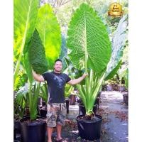 ราคา Alocasia Borneo Giant, บอน, กระดาด, ยักษ์, ต้นกระดาด, ต้นบอน (27715537649)