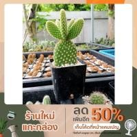 ราคา หูกระต่าย แคคตัส กระบองเพชร Bunny Succulents (11335591384)