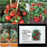ราคา เมล็ดพันธุ์ มะเขือเทศเตี้ย ไทนี่ทิม Tiny Tim Tomato Seed 20 เมล็ด คุณภาพดี ของแท้ 100% (2364034370)
