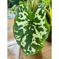 ราคา บอนเสือพราน (Colocasia Hilo Beauty) (11321253483)