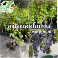ราคา องุ่นแบล็คโอปอล ไร้เมล็ด (ตอขุดล้อม) แท้% (19815177012)