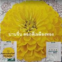 ราคา เมล็ดพันธุ์ บานชื่น ดอกสีเหลืองทอง น้ำหนัก 0.5 กรัม จากยูเครน (24837829379)