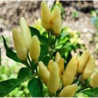 ราคา พริกเครือ พริกกอใหญ่ ลูกดก ทนโรค บรรจุ 20 เมล็ด 1แถม1 19 บาท (7262852878)