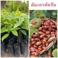 ราคา ต้นเกาลัดจีน ต้นพันธุ์เพาะเมล็ด ผลใหญ่ ต้นเตี้ยติดผลดก รสชาติหวานมันอร่อย ปลูกได้ทุกสภาพดิน (24063056160)