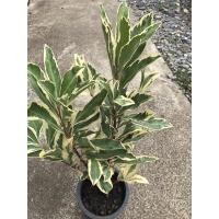 ราคา พิลังกาสาใบด่างสวยมาก#ไม้ด่างสะสม (17951785756)