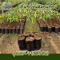 ราคา ( พร้อมส่ง ) เซ็ต 5 ต้น ต้นทุเรียนหมอนทอง กิ่งกระโดง ถุงเบอร์ #7 สูง 40 -100 CM (56753305821)