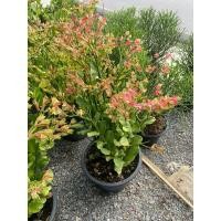 ราคา ต้นนกน้อยนำโชค#Size Jumbo (28465409455)