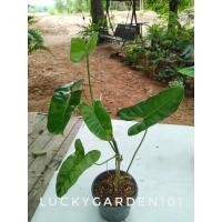 ราคา ฟิโลเขียวมรกตหยก ในกระถางดำขนาด 5.5 นิ้ว (11906603693)