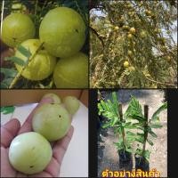 ราคา (2ต้น)(vาย ต้นพันธุ์) ต้น มะขามป้อมยักษ์อินเดีย ต้นมะขามป้อม มะขามป้อม ยักษ์อินเดีย happy (12675175617)