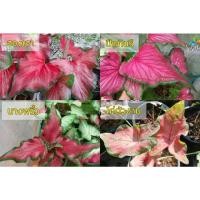 ราคา บอนสี ปีกกินรี ฮองเฮา นางพริ้ว ไก่แก้วตัวงาม(ไก่ตัวงาม) จัดส่งทั้งกระถาง (20531092987)