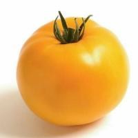 ราคา เมล็ดพันธุ์ มะเขือเทศ สีเหลืองลูกใหญ่ หรือ มะเขือเทศแอปเปิ้ล สีเหลือง ( Yellow Apple Tomato Seed ) จำนวน 50 เมล็ด (46656778134)