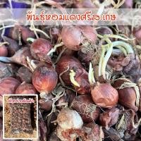 ราคา พันธุ์หัวหอมศรีสะเกษ หอมแดง สำหรับปลูก สวยแบบไม่ตัดจุก ปลูกง่าย โตเร็ว ผลผลิตสูง [ 10 แถม 1 คละได้] (24357984617)