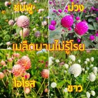 ราคา เมล็ดดอกบานไม่รู้โรย ซองละ 300 เมล็ด สีชมพู สีขาว สีม่วง สีโอโรส ## ดอกบานไม่รู้โรย บานไม่รู้โรย ดอกตะล่อม ผักสวนครัว (42957473161)