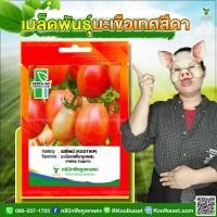 ราคา พันธุ์ผัก มะเขือเทศ รสทิพย์ SL ซีดไลน์ รสชาติดีต้นแข็งแรง งอกดี โตไว เนื้อผลหนา 2 ซอง คูลเกษตร KD02 (43077660082)
