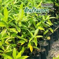 ราคา ต้นกันเกรา ต้นแข็งแรง จัดส่งไว (20601926515)