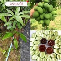 ราคา ต้นมะม่วงเบาใต้แท้หรือที่คนเรียกว่ามะม่วงเบาขนาดต้น 60-70ซม.ต้นพันธุ์เสียบยอด พร้อมปลูก (44054299650)
