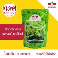 ราคา ผักกาดหอม แกรนด์ แรปิดส์ เมล็ดพันธุ์ ผักกาดหอม แกรนด์แรปิดส์ ตรา ศรแดง บรรจุ 300 / 50 กรัม (56600741618)